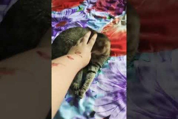 Кракен последние ссылки